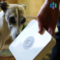 How Maid Services Adapt to Homes With Pets Without Disrupting Daily Life